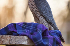 IMMAGINE-PER-UNIRE-I-DUE-LOGHI